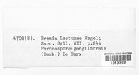 Bremia lactucae image